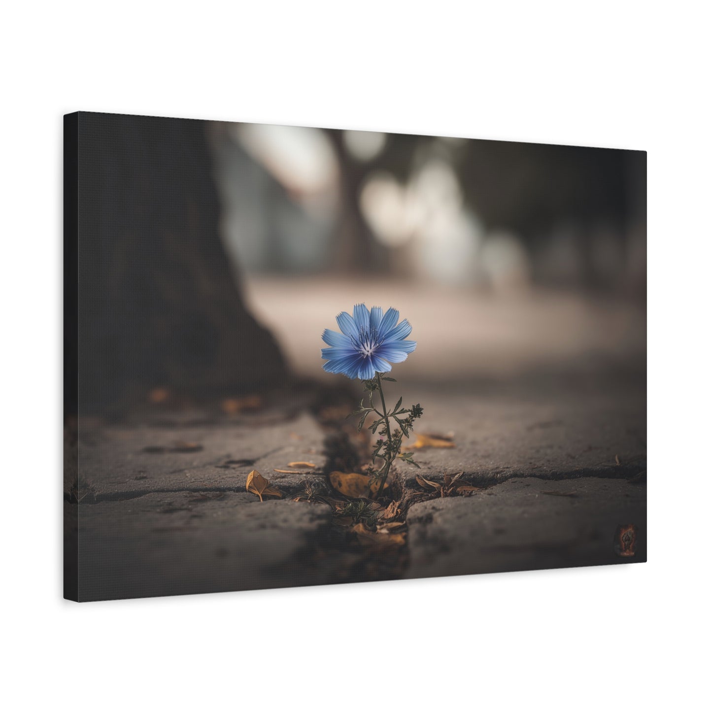 Resilience in Blue: Chicory Flower Emerging, Nature's Defiance Through Concrete--1aceswild.myshopify.com