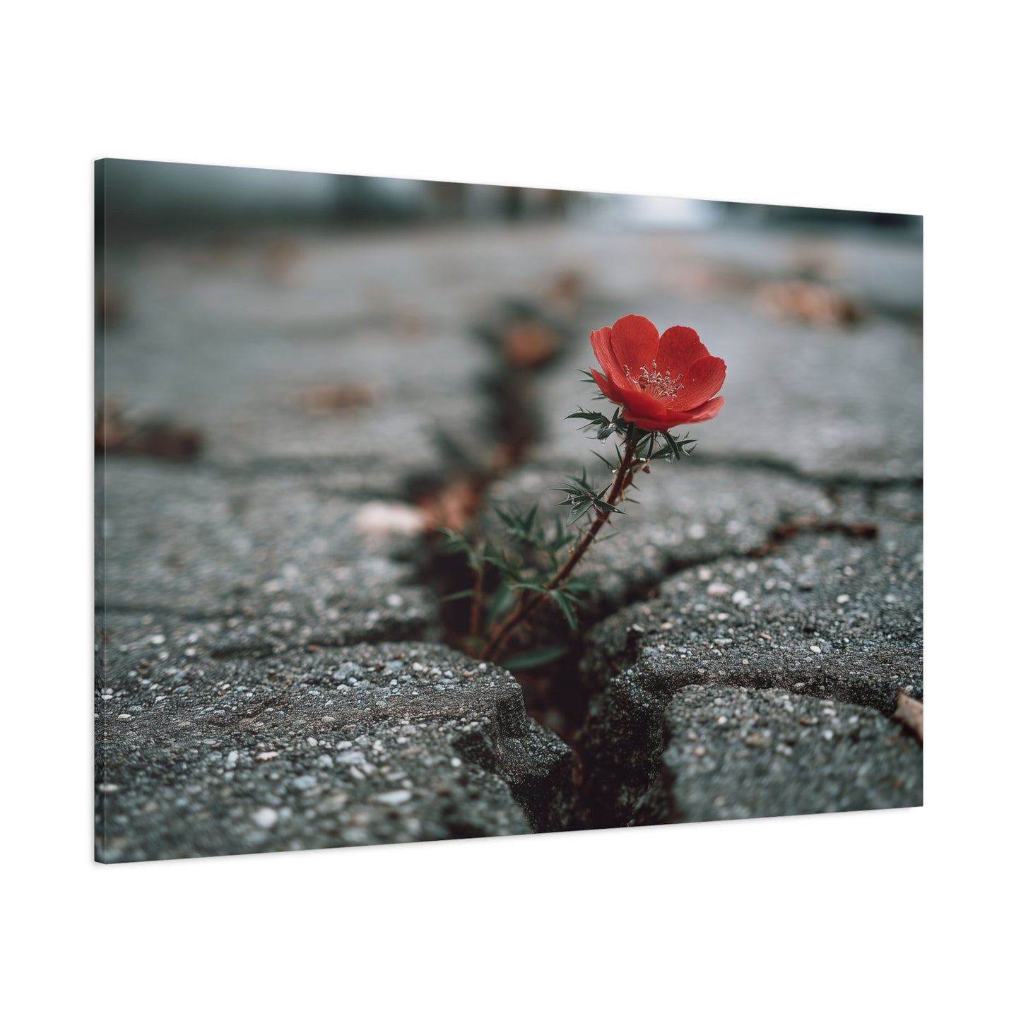 Defiance in Concrete: Resilient Bloom, Urban Nature Photography--1aceswild.myshopify.com