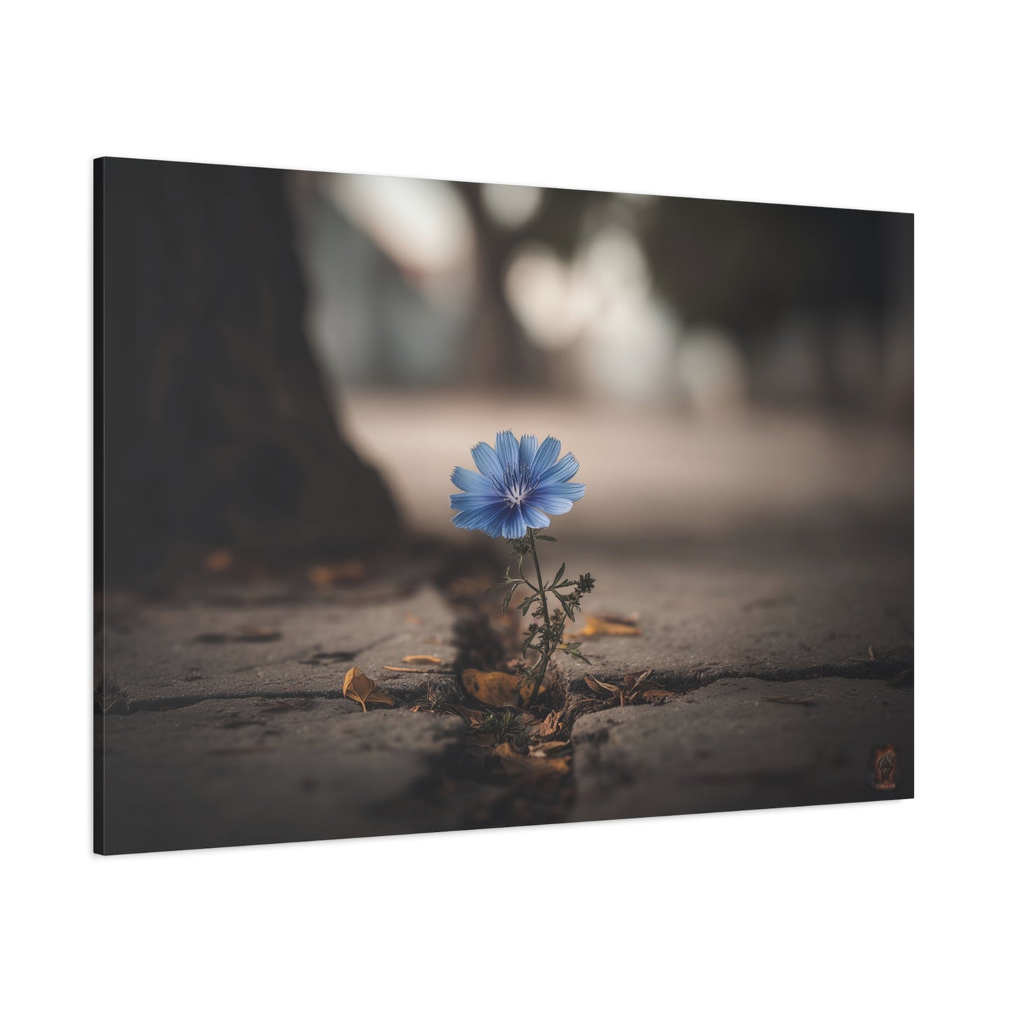 Resilience in Blue: Chicory Flower Emerging, Nature's Defiance Through Concrete--1aceswild.myshopify.com