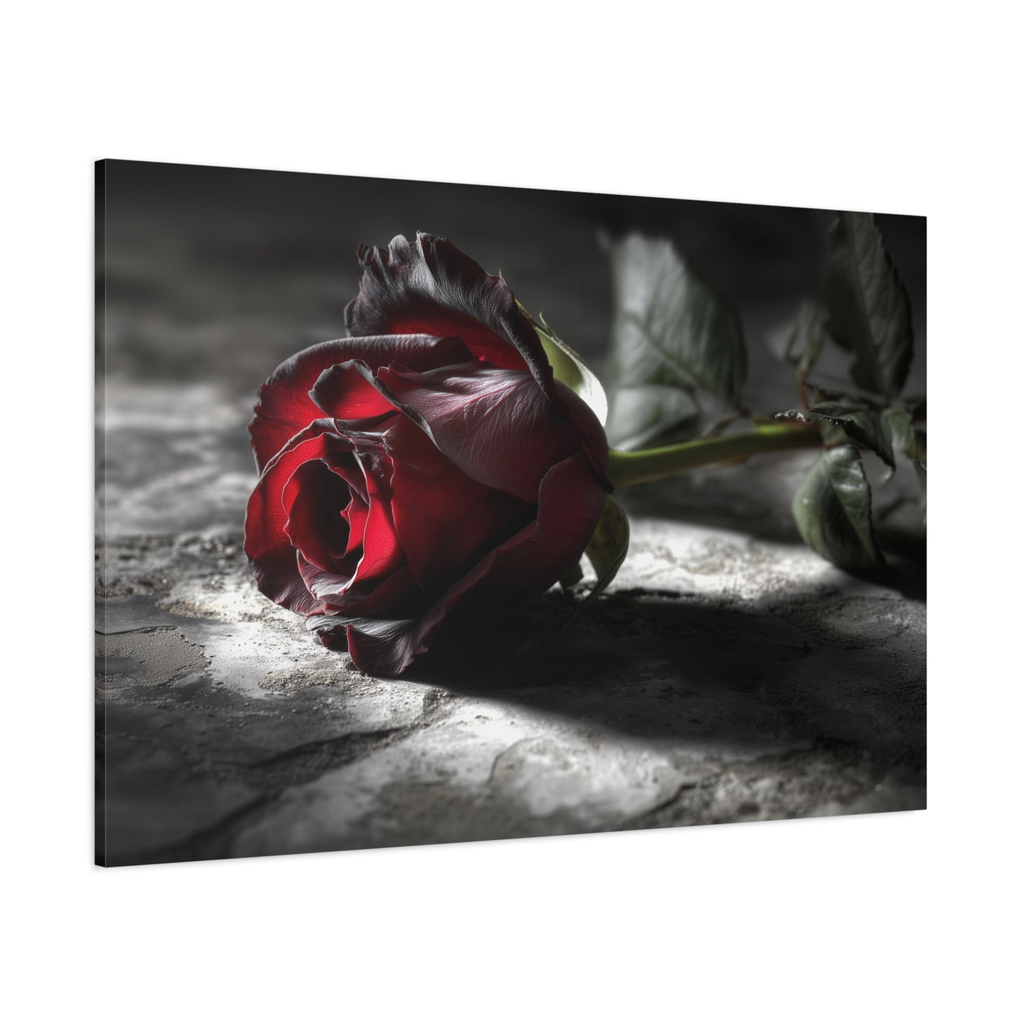 Crimson Solitude: Velveteen Rose in Monochrome, Dramatic Floral Photography--1aceswild.myshopify.com