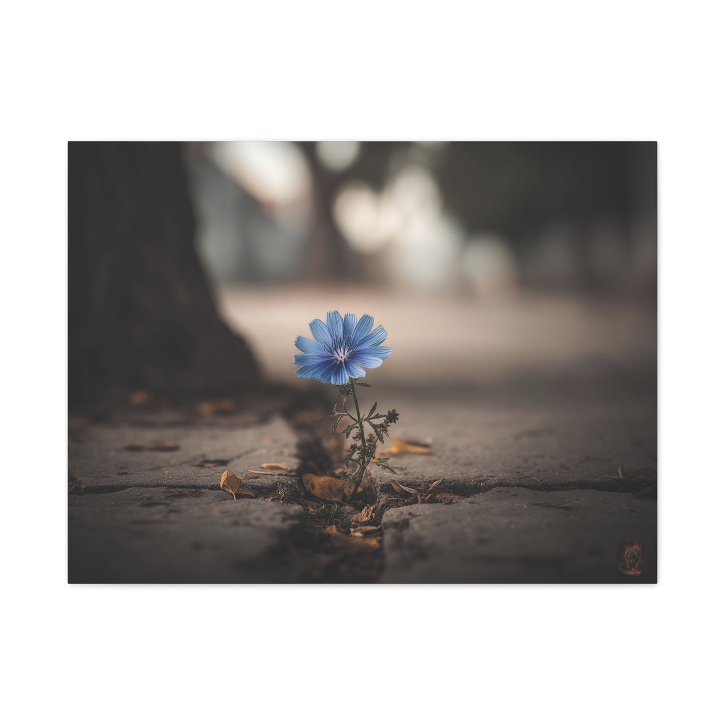 Resilience in Blue: Chicory Flower Emerging, Nature's Defiance Through Concrete--1aceswild.myshopify.com