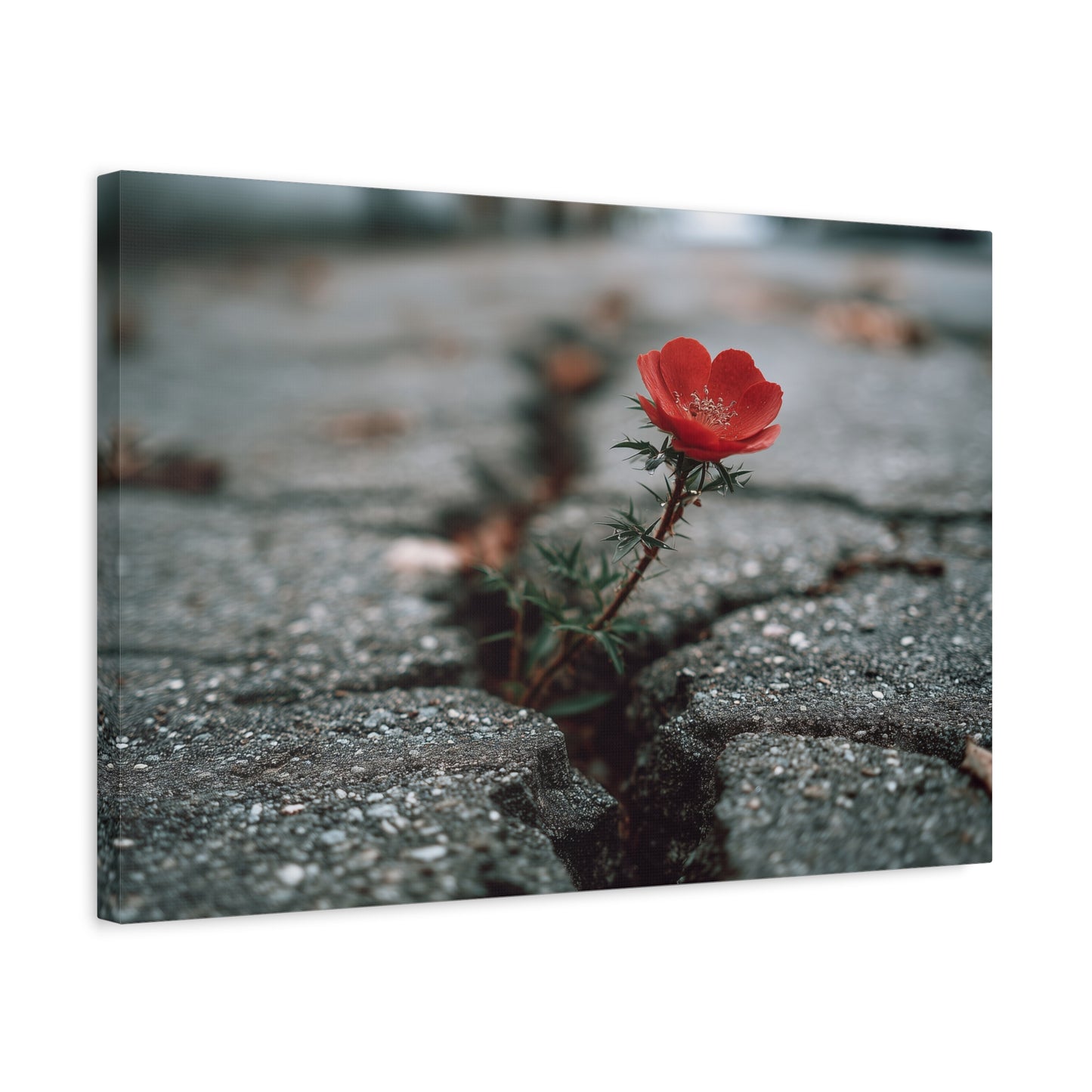 Defiance in Concrete: Resilient Bloom, Urban Nature Photography--1aceswild.myshopify.com