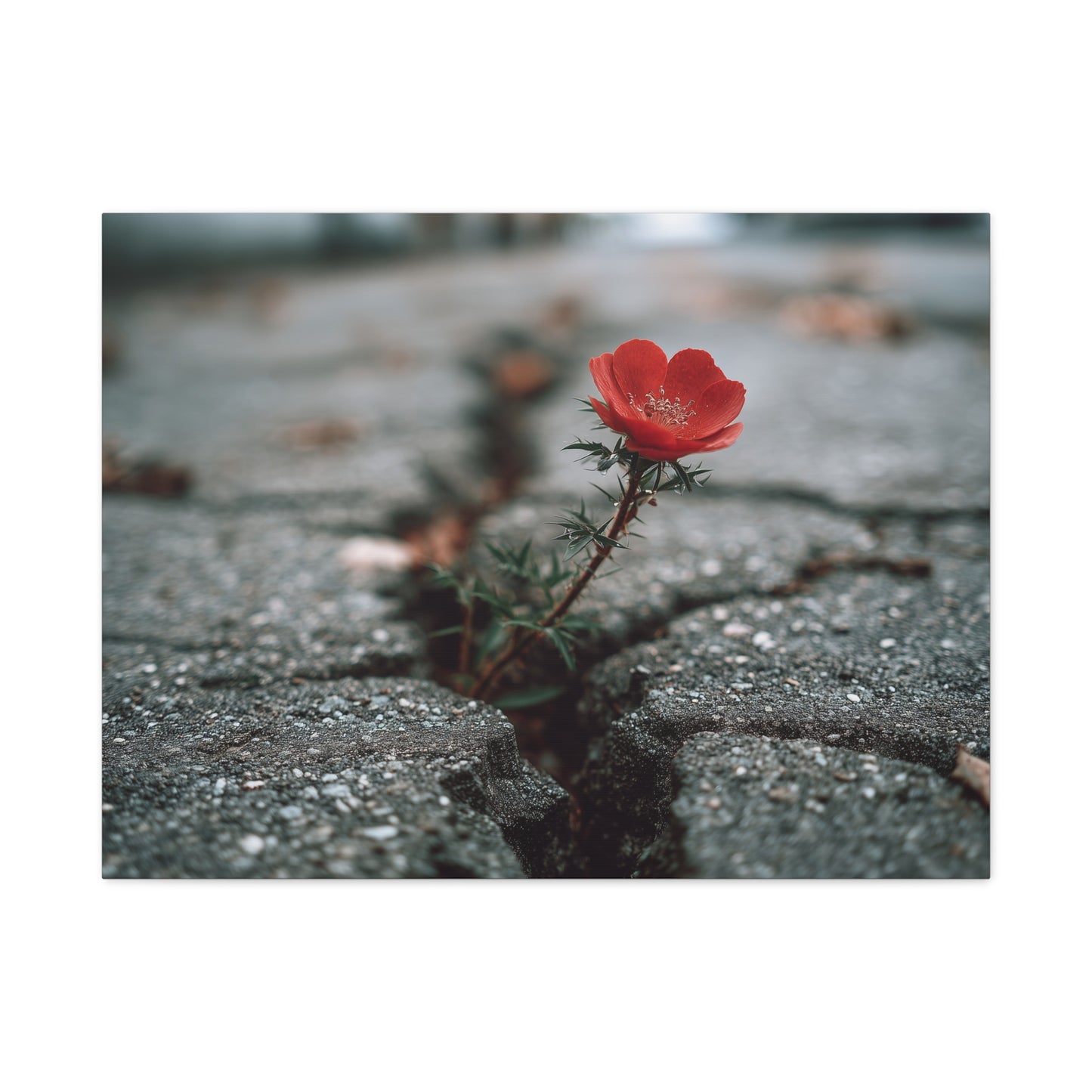 Defiance in Concrete: Resilient Bloom, Urban Nature Photography--1aceswild.myshopify.com