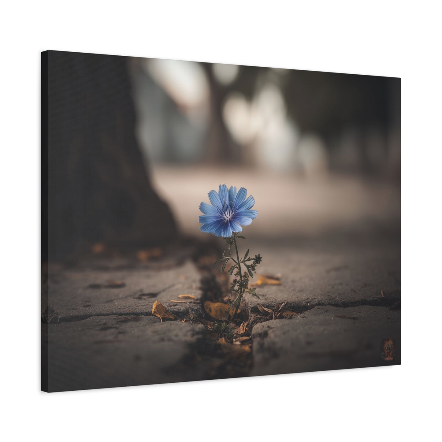 Resilience in Blue: Chicory Flower Emerging, Nature's Defiance Through Concrete--1aceswild.myshopify.com
