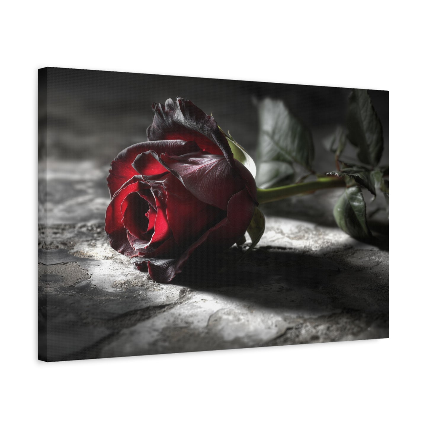Crimson Solitude: Velveteen Rose in Monochrome, Dramatic Floral Photography--1aceswild.myshopify.com