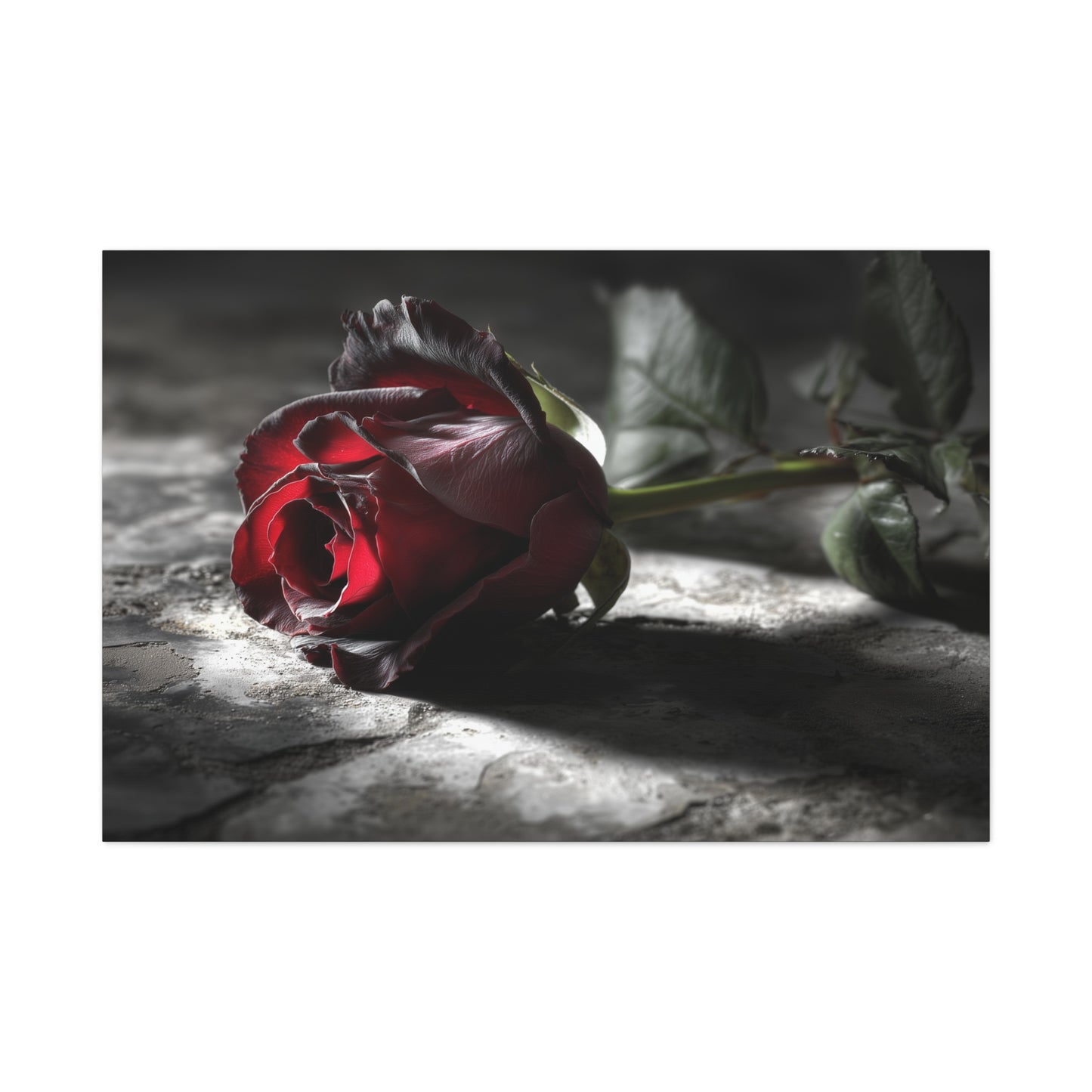 Crimson Solitude: Velveteen Rose in Monochrome, Dramatic Floral Photography--1aceswild.myshopify.com