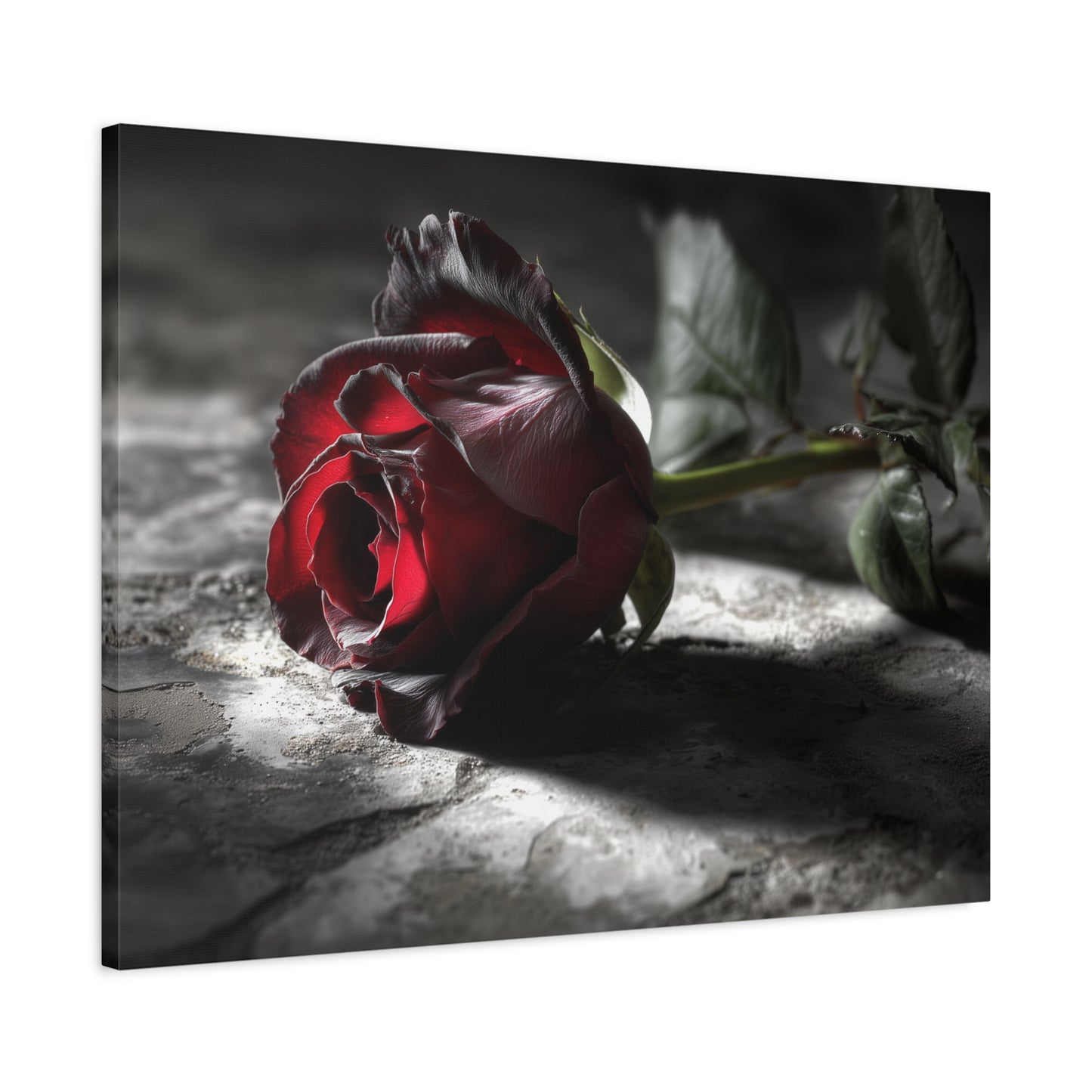 Crimson Solitude: Velveteen Rose in Monochrome, Dramatic Floral Photography--1aceswild.myshopify.com