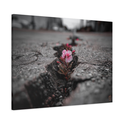 Resilient Bloom: Nature's Defiance, Black and White Urban Photography--1aceswild.myshopify.com