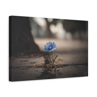 Resilience in Blue: Chicory Flower Emerging, Nature's Defiance Through Concrete--1aceswild.myshopify.com