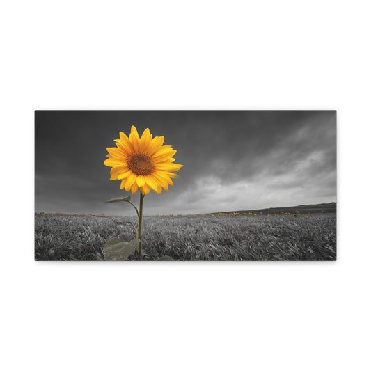 Bathing In The Sun - Vibrant Sunflower Canvas Art, Home Decor, Wall Art, Nature Photography.
