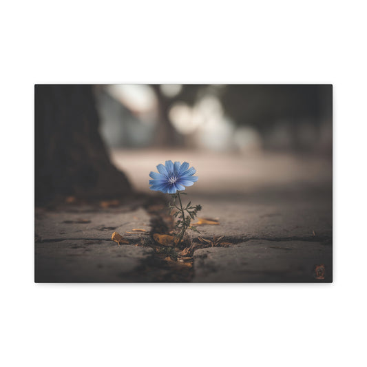 Resilience in Blue: Chicory Flower Emerging, Nature's Defiance Through Concrete--1aceswild.myshopify.com