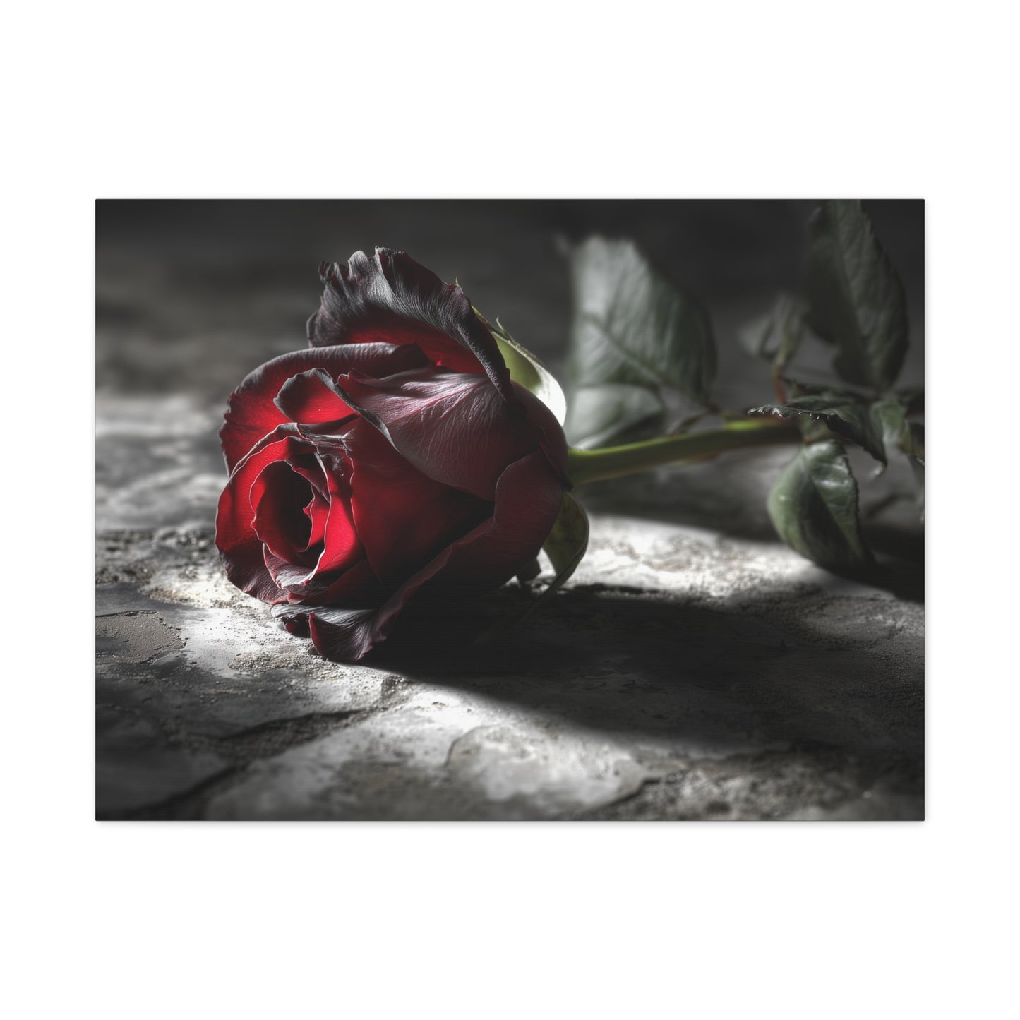 Crimson Solitude: Velveteen Rose in Monochrome, Dramatic Floral Photography--1aceswild.myshopify.com