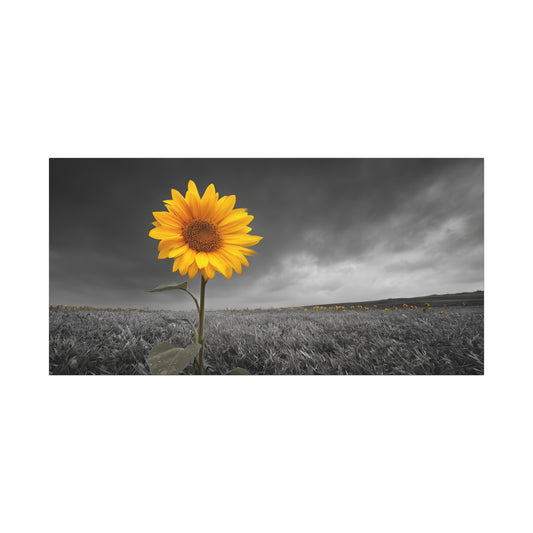 Bathing In The Sun - Vibrant Sunflower Canvas Art, Home Decor, Wall Art, Nature Photography.